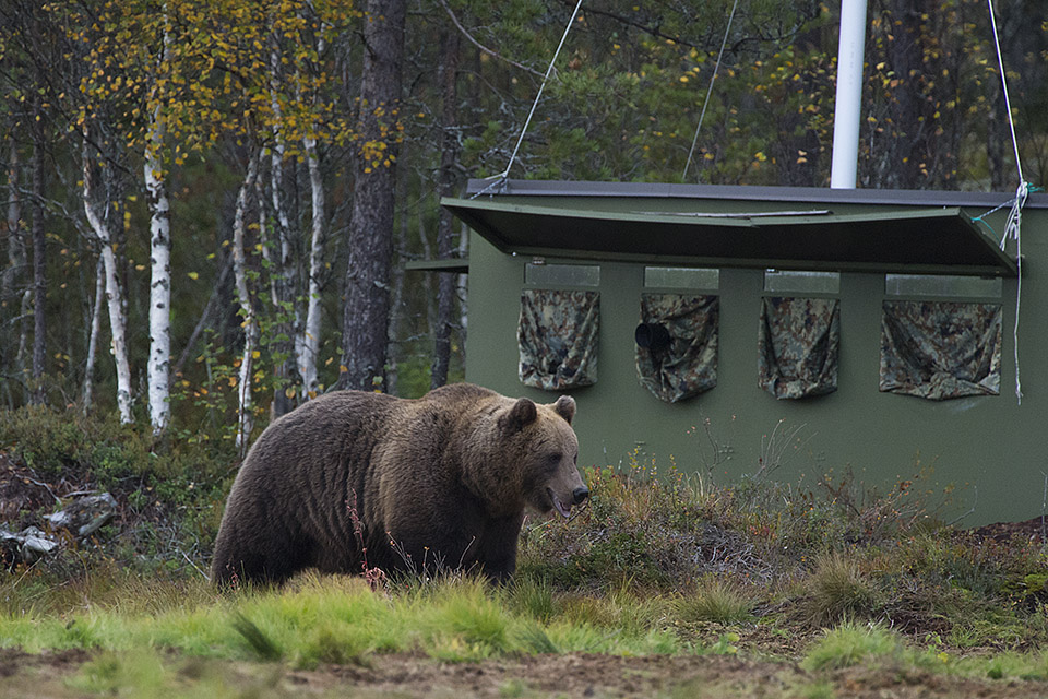 bear cub